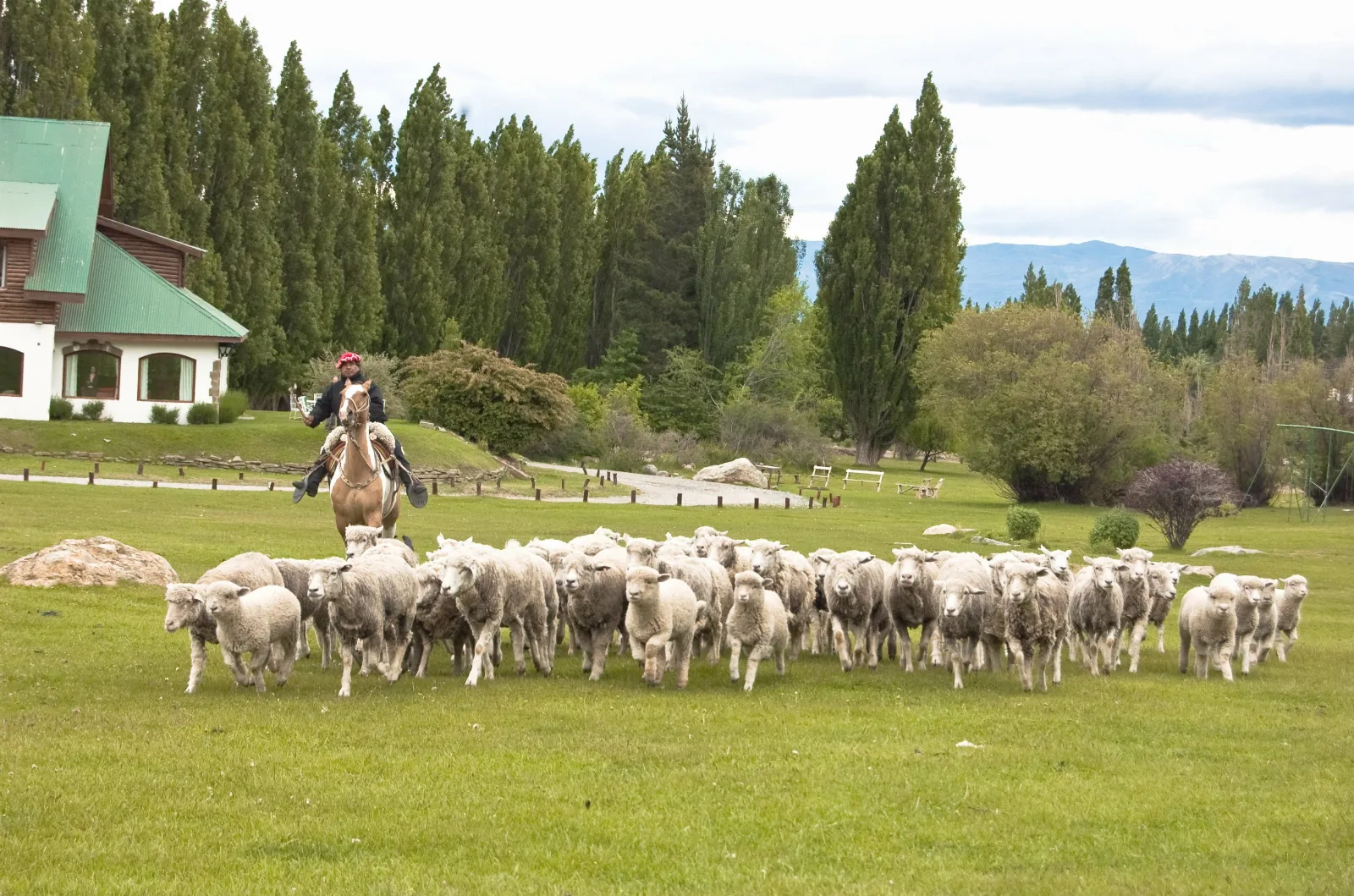 Sheep being herded on a farm in El Calafate, Patagonia, Argentina.